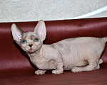 Кошки в Ливны: Кошечка бамбино, 45 000 руб. - фото 4