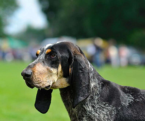 Голубой гасконский бассет