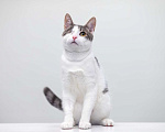 Кошки в Москве: котенок Захар Мальчик, Бесплатно - фото 2
