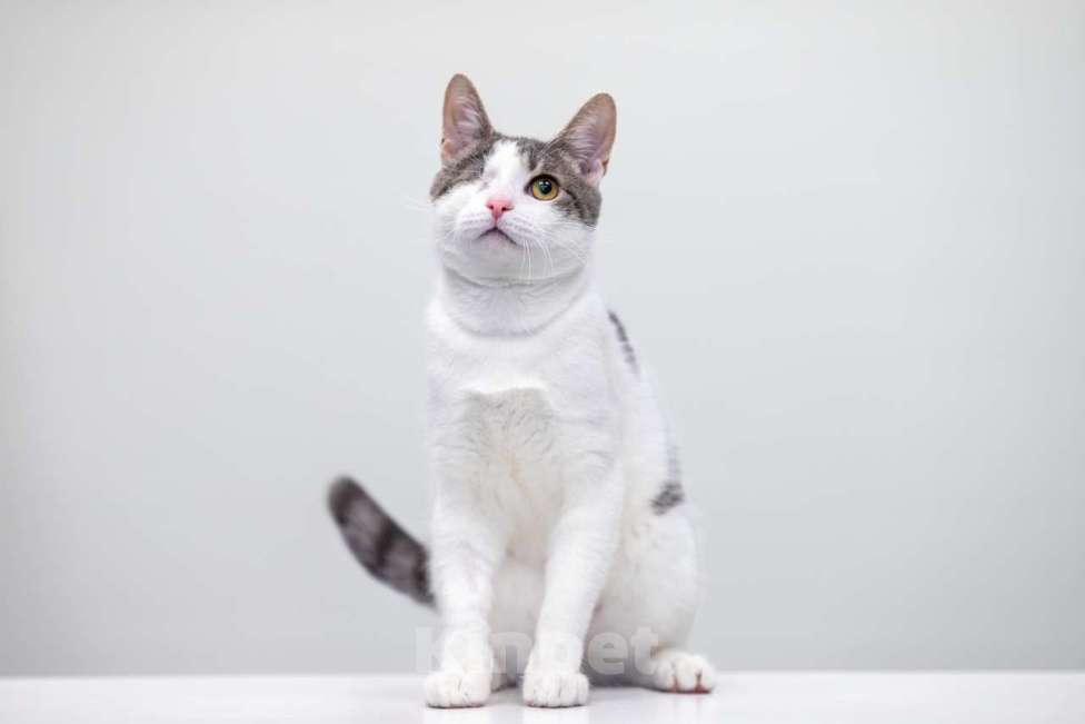 Кошки в Москве: котенок Захар Мальчик, Бесплатно - фото 2