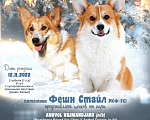 Собаки в Москве: вельш корги пемброк щенки от Интерчемпиона Девочка, 75 000 руб. - фото 6
