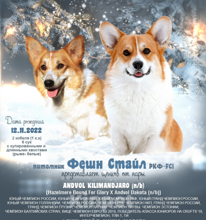 Собаки в Москве: вельш корги пемброк щенки от Интерчемпиона Девочка, 75 000 руб. - фото 6