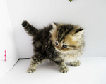 Кошки в Ставрополе: Шотландские котята с документами Разнополые, 10 000 руб. - фото 8