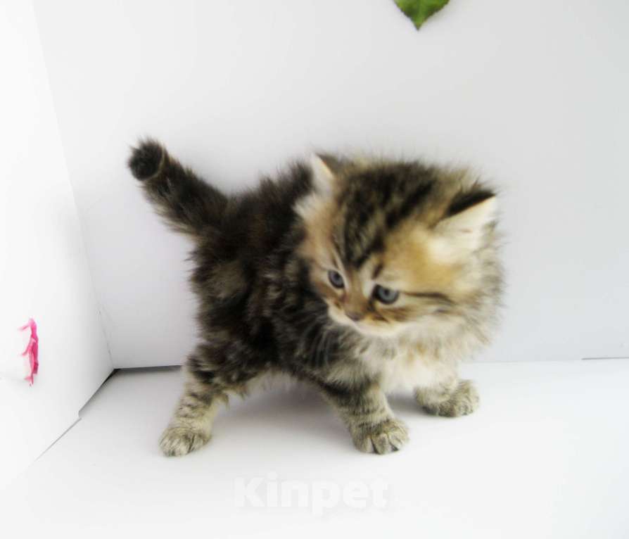 Кошки в Ставрополе: Шотландские котята с документами Разнополые, 10 000 руб. - фото 8