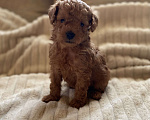 Собаки в Санкт-Петербурге: Шикарный мальчик той пуделя ред броун  Мальчик, Бесплатно - фото 2