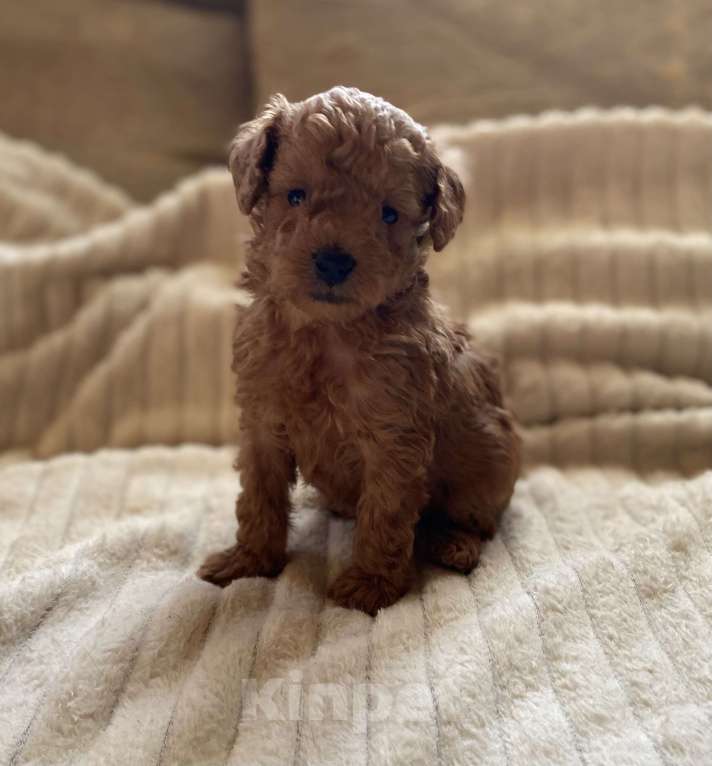 Собаки в Санкт-Петербурге: Шикарный мальчик той пуделя ред броун  Мальчик, Бесплатно - фото 2