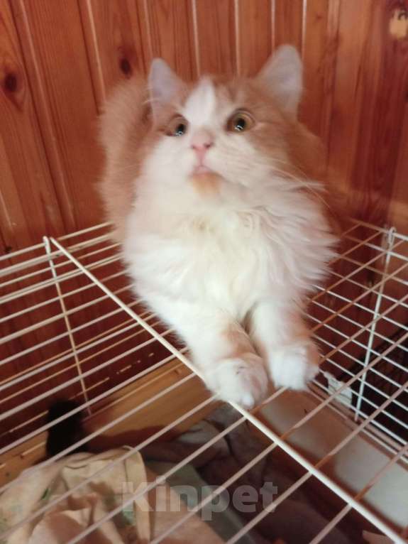 Кошки в Воронеже: Котик-компаньон Мальчик, 100 руб. - фото 6
