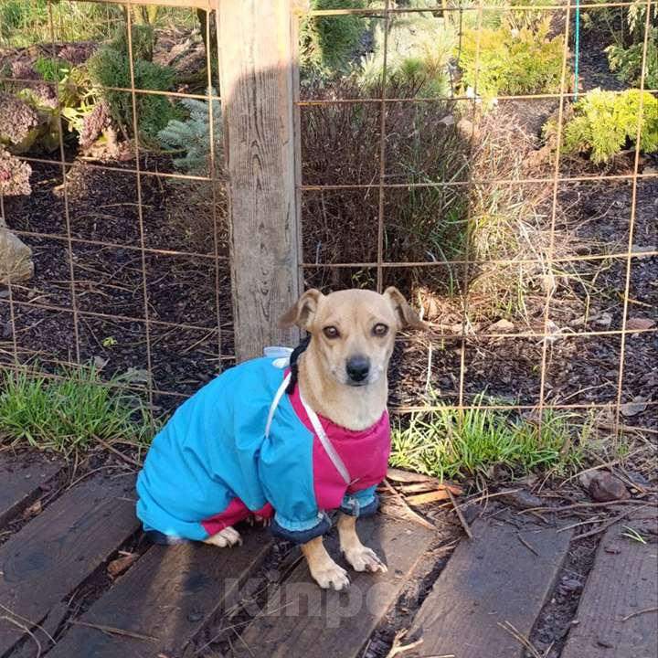 Собаки в Москве: Рыжуля Девочка, 10 руб. - фото 4