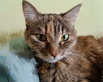 Кошки в Красноярске: Потерялась кошка в зелёном ошейнике Девочка, Бесплатно - фото 3