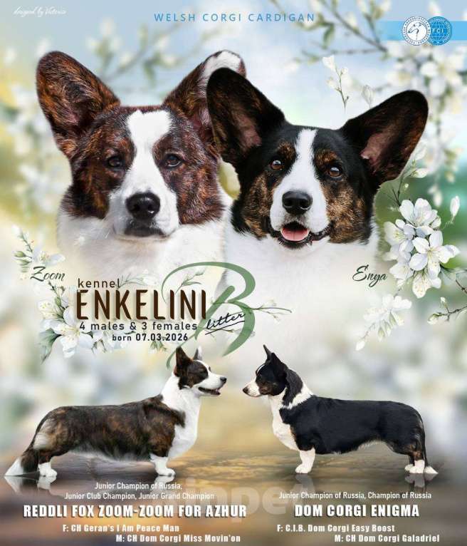 Собаки в других городах Красноярского края: Щенки вельш корги кардиган Мальчик, 60 000 руб. - фото 4