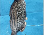 Кошки в Чехове: Чистопородный бенгальский котенок Мальчик, 37 000 руб. - фото 1