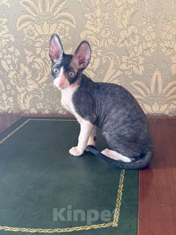 Кошки в Санкт-Петербурге: Корниш -рекс  Мальчик, Бесплатно - фото 2