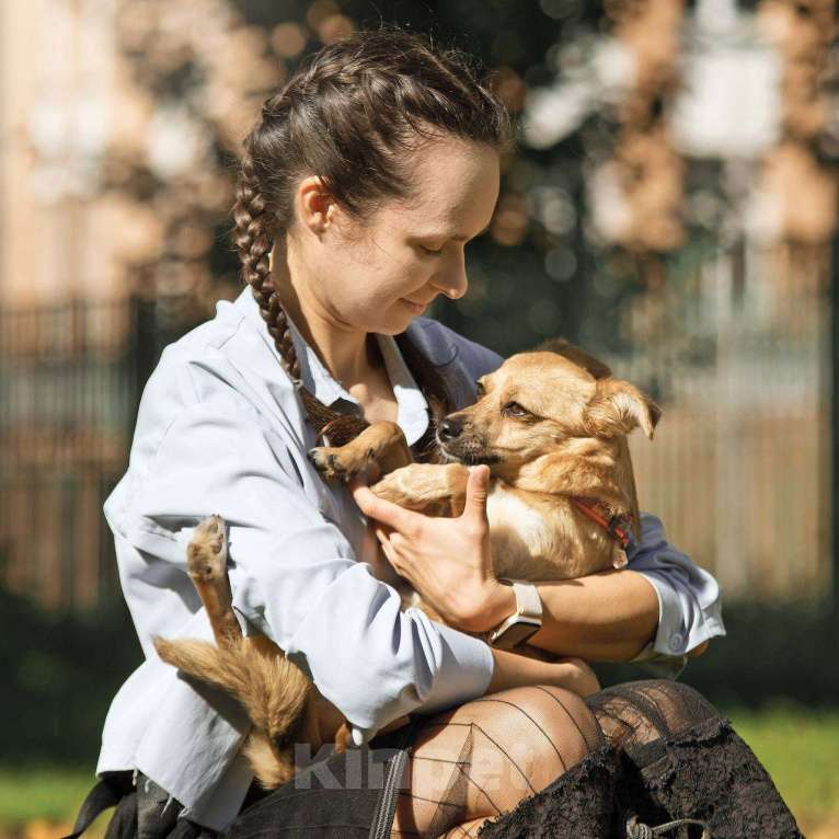 Собаки в других городах Московской области: Тэя в добрые руки Девочка, Бесплатно - фото 5