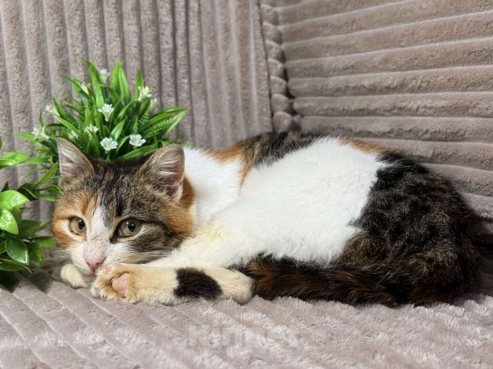 Кошки в Москве: Ирис ищет дом ‼️ Девочка, Бесплатно - фото 5