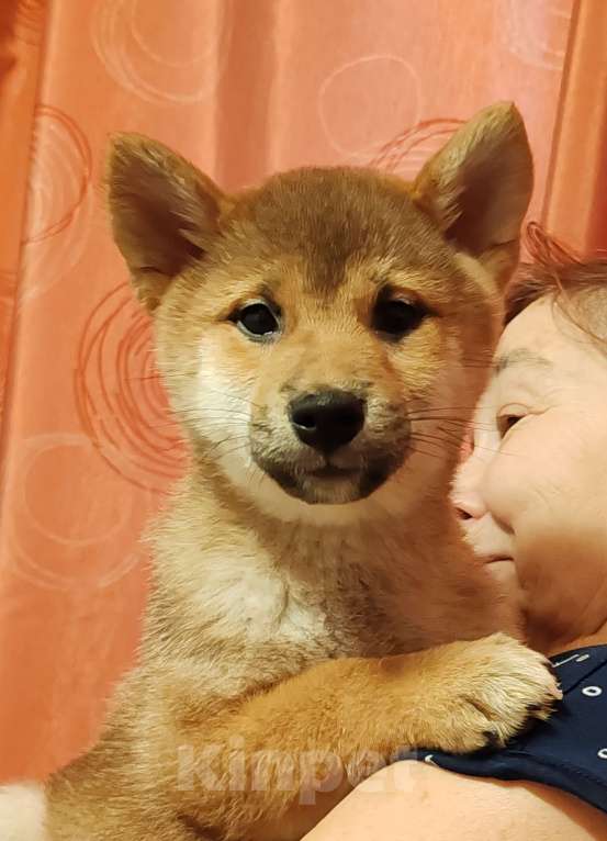 Собаки в Химках: Щенок сиба девочка Девочка, 35 000 руб. - фото 1