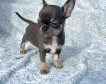 Собаки в Люберцах: Чихуахуа голубо-подпалая Девочка, 120 000 руб. - фото 8