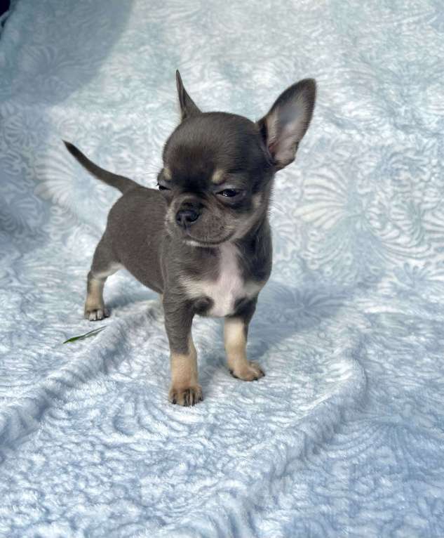 Собаки в Люберцах: Чихуахуа голубо-подпалая Девочка, 120 000 руб. - фото 8