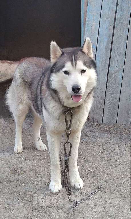 Собаки в Краснодаре: Ищем дом для двух сибирских хаски Лорда и Сары Мальчик, 10 руб. - фото 3