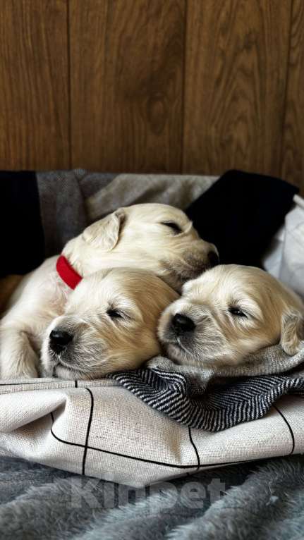 Собаки в Москве: Щенки золотистого ретривера Мальчик, 100 000 руб. - фото 3