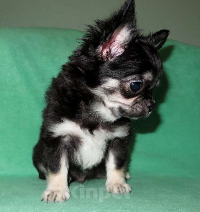 Собаки в Санкт-Петербурге: чихуахуа мальчик домашний любимец Мальчик, 50 000 руб. - фото 6