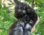 Кошки в Новосибирске: Котята мейн кун Девочка, 50 000 руб. - фото 9