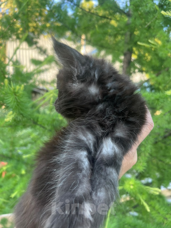 Кошки в Новосибирске: Котята мейн кун Девочка, 50 000 руб. - фото 9