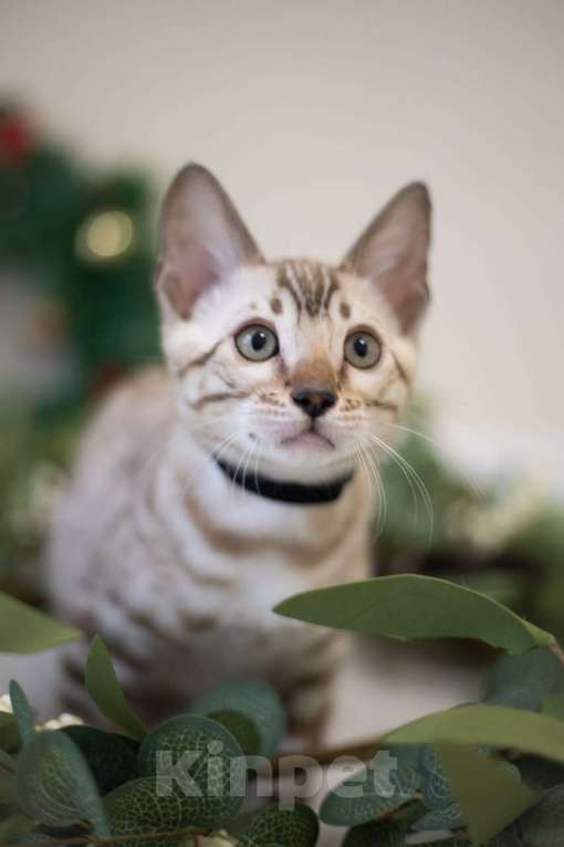 Кошки в Нижнекамске: Атлас Мальчик, Бесплатно - фото 3