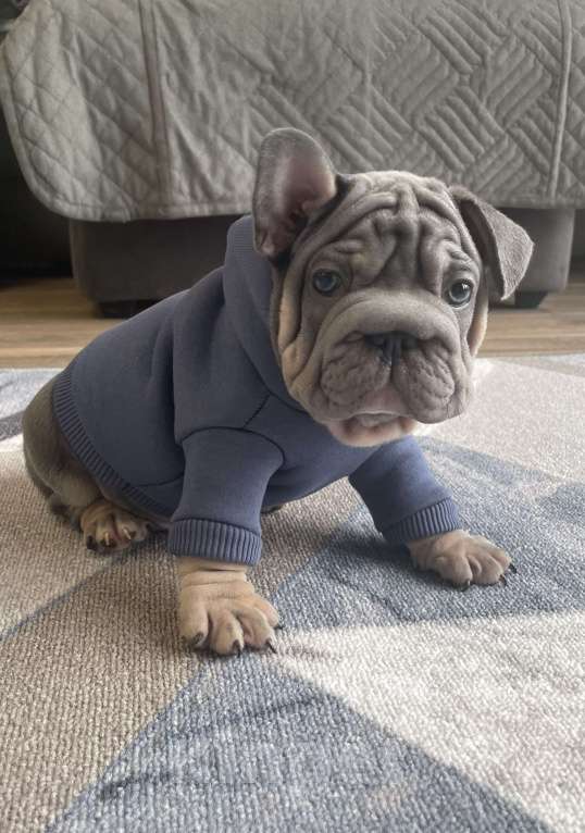 Собаки в других городах Воронежской области: Малыш Бигроп  Мальчик, 200 000 руб. - фото 4