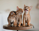 Кошки в Орле: Абиссинские котята Девочка, 1 руб. - фото 1