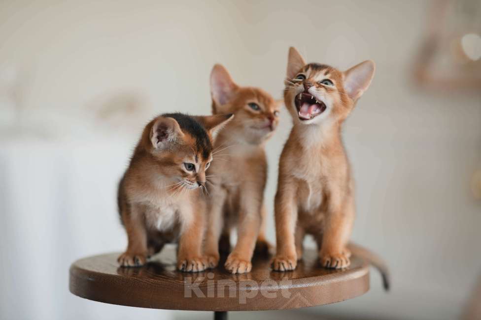 Кошки в Орле: Абиссинские котята Девочка, 1 руб. - фото 1