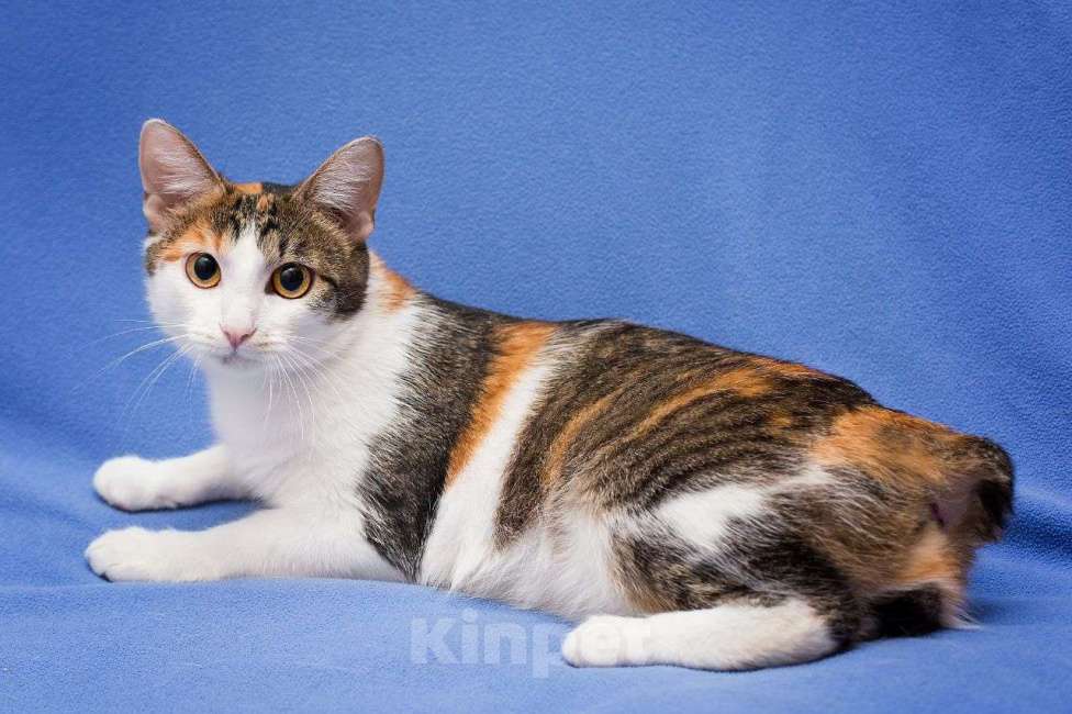 Кошки в Москве: Трехцветная кошечка в добрые руки! Девочка, Бесплатно - фото 3