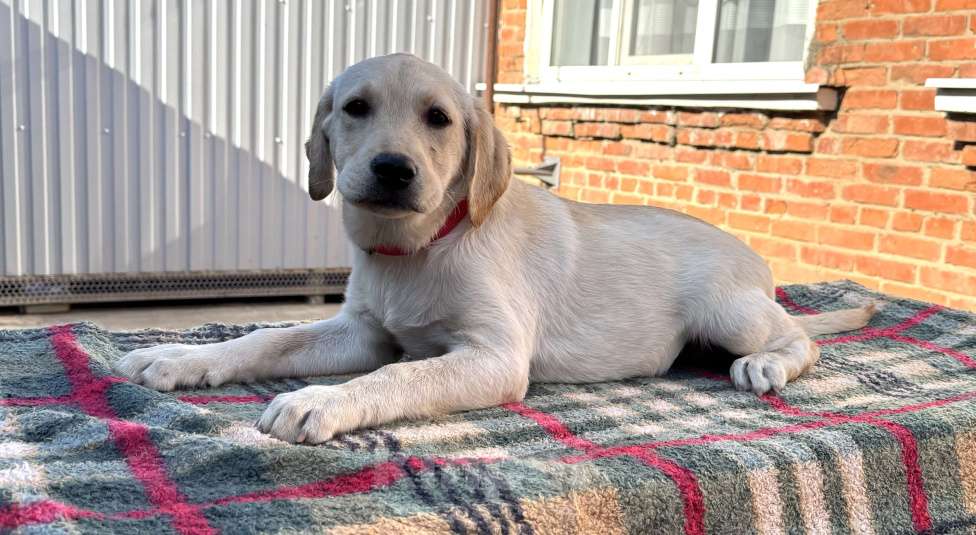 Собаки в Краснодаре: Щенки лабрадора палевые ркф  Девочка, 25 000 руб. - фото 6