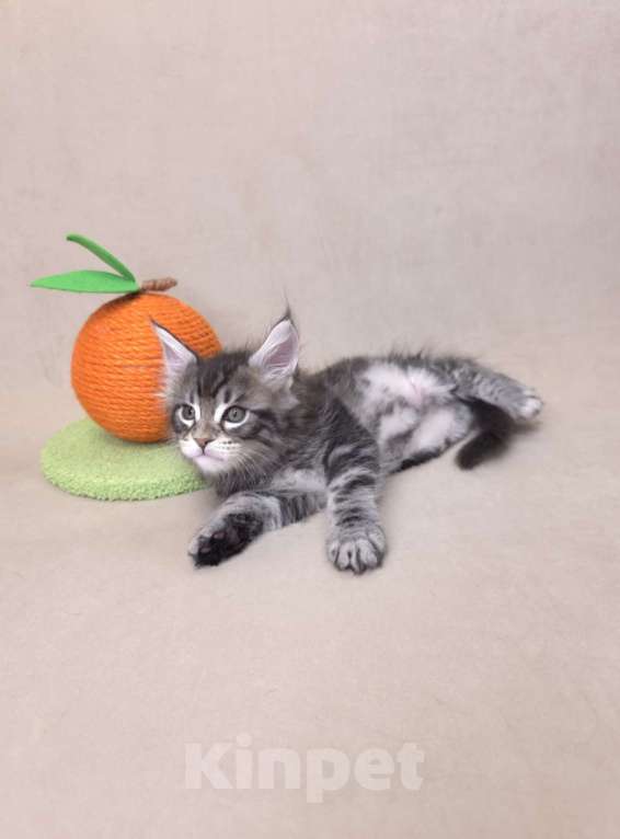 Кошки в Москве: Мальчик помет С Мальчик, 65 000 руб. - фото 10