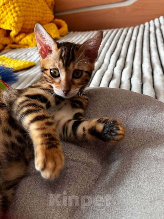 Кошки в Самаре: Бенгальский мальчишка Veritay Bentley  Мальчик, 60 000 руб. - фото 6