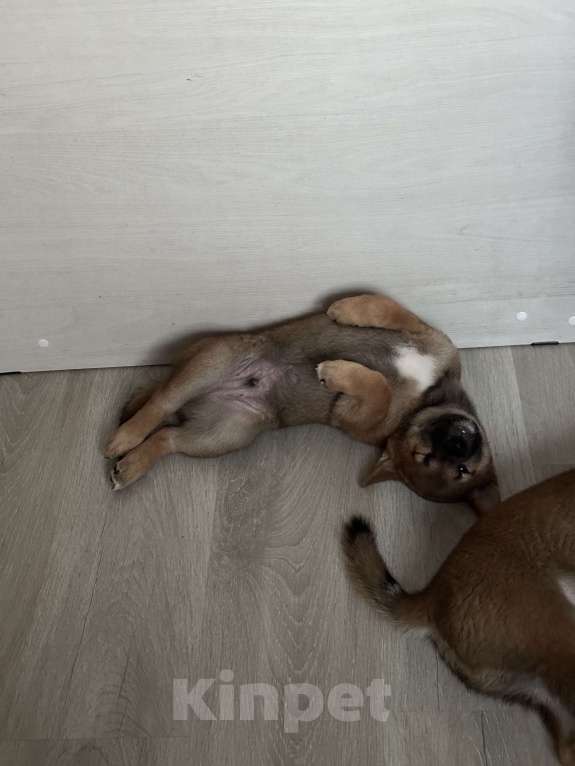 Собаки в Казани: Щенок сиба ину от родителей чемпионов Мальчик, 55 000 руб. - фото 5