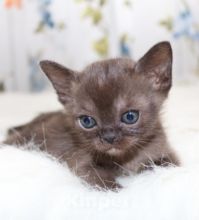 Кошки в Екатеринбурге: Бурманские котята соболь Девочка, 50 000 руб. - фото 4