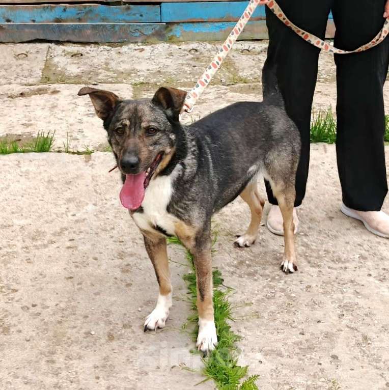 Собаки в Москве: ШАНС для ласкушечки Мэри на дом и любимую семью  Девочка, Бесплатно - фото 5