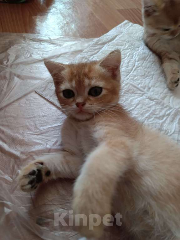 Кошки в Екатеринбурге: Прямоухий мальчик окраса ny11 Мальчик, 15 000 руб. - фото 4