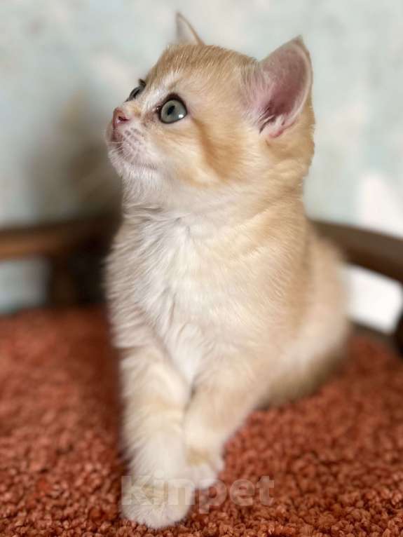 Кошки в Москве: Шотландская Золотая кошечка Шиншилла  Девочка, 35 000 руб. - фото 2