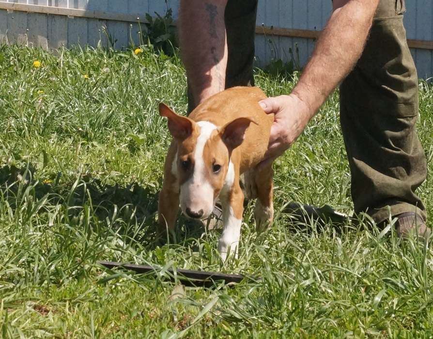 Собаки в Пушкино: крупный щенок стандартного бультерьера (Озборн) Мальчик, 80 000 руб. - фото 5