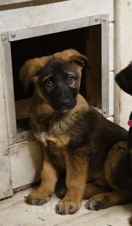 Собаки в Красногорске: Щенок Курт 2,5 месяца в добрые руки  Мальчик, Бесплатно - фото 5