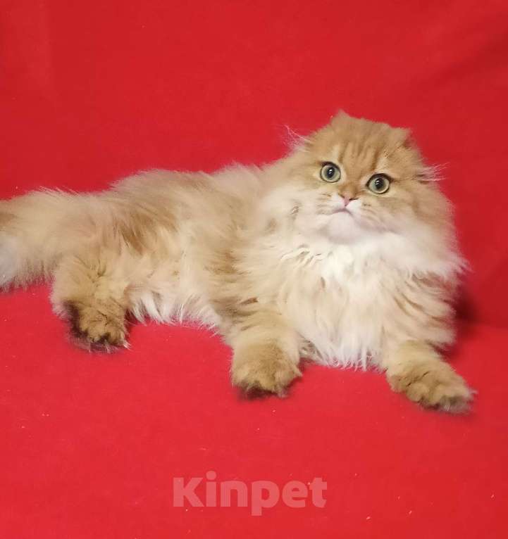 Кошки в Москве: Золотой мраморный котик хайленд Мальчик, 20 000 руб. - фото 6