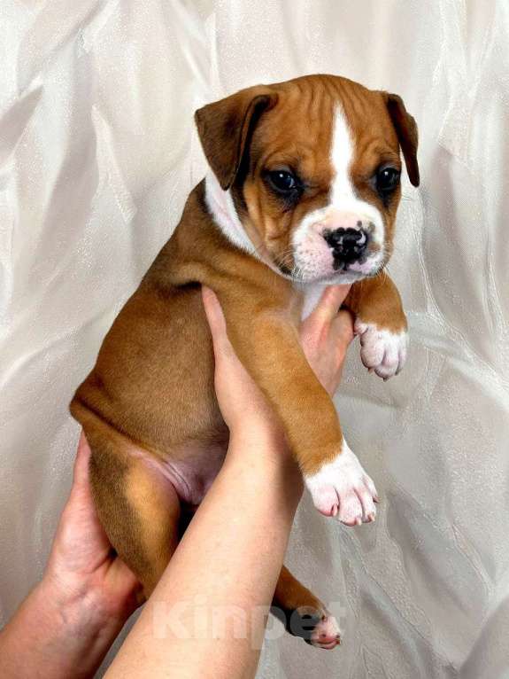 Собаки в Москве: Шикарные детки амстаффа  Мальчик, 30 000 руб. - фото 8