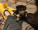 Собаки в Подольске: Собачку в добрые руки  Девочка, 1 руб. - фото 1