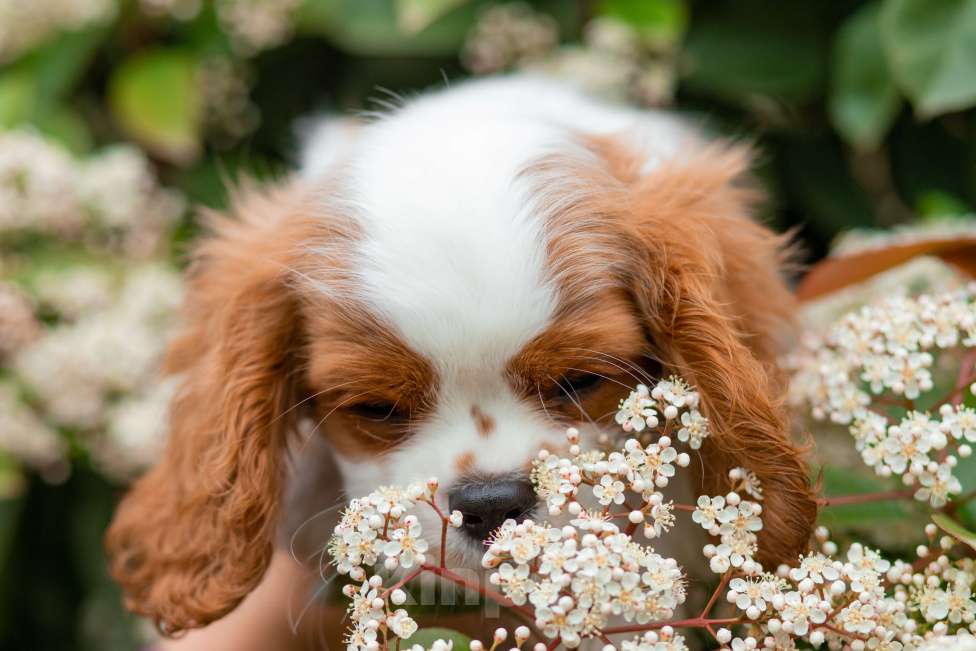 Собаки в других городах Краснодарского края: Кавалер  Мальчик, 100 000 руб. - фото 2