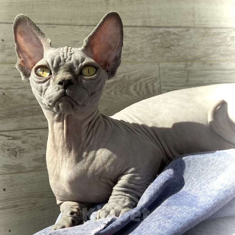 Кошки в Москве: Малышка Бамбино - современный тип Девочка, 80 000 руб. - фото 4