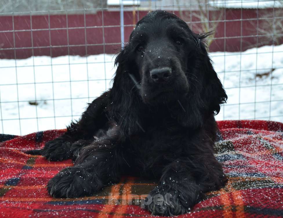 Собаки в Зеленограде: Английский кокер спаниель щенок Мальчик, 35 000 руб. - фото 1