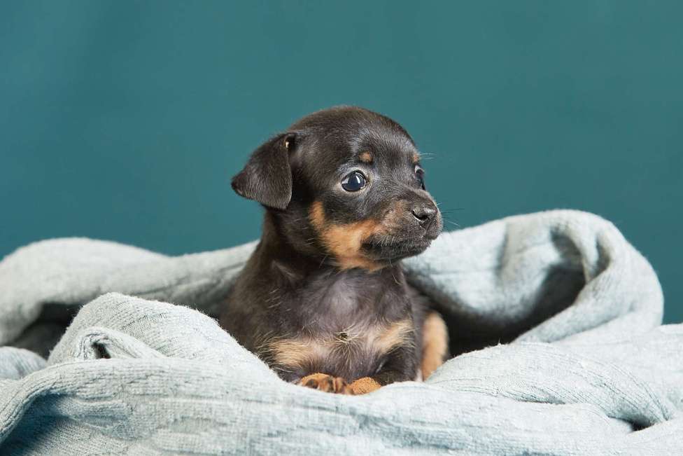 Собаки в Вологде: Предлагаются к продаже Мальчик, Бесплатно - фото 5