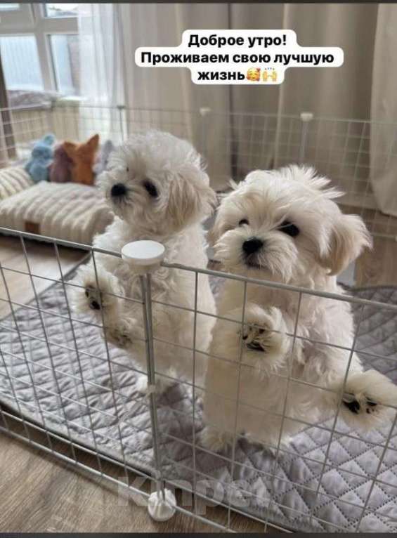 Собаки в Ставрополе: Продается(мальчик) Мальтийской болонки Мальчик, Бесплатно - фото 3