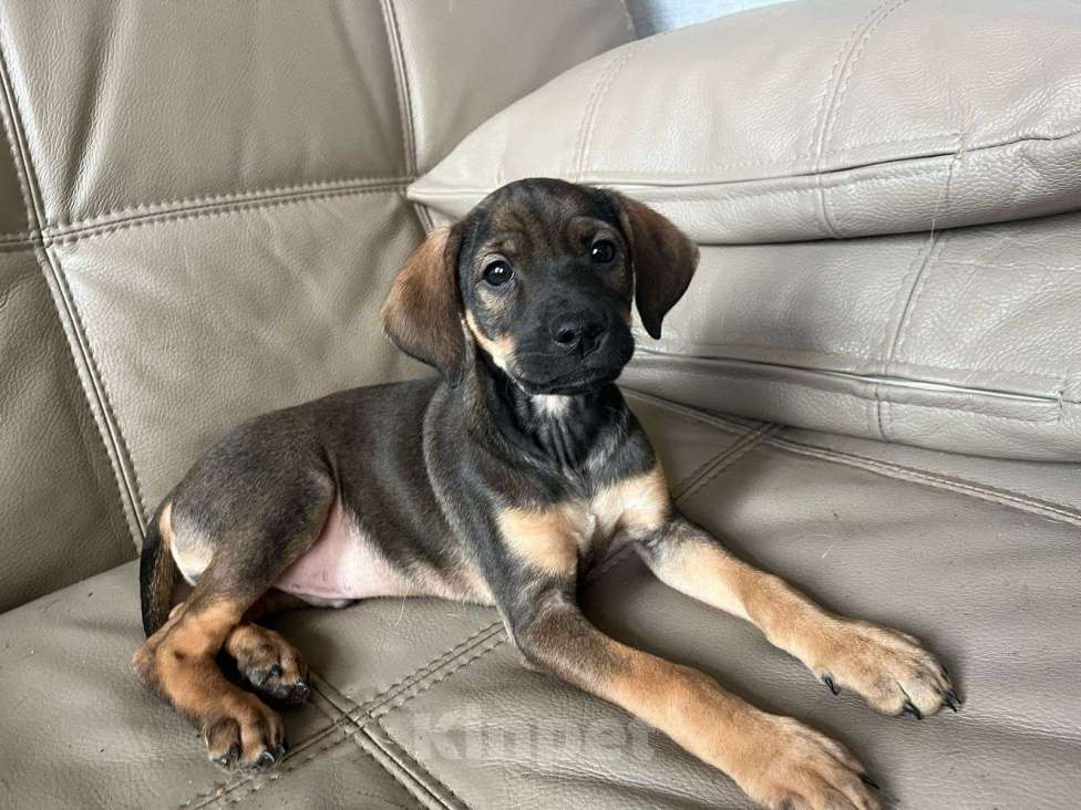 Собаки в Москве: Щеночек в добрые ручки Мальчик, Бесплатно - фото 9